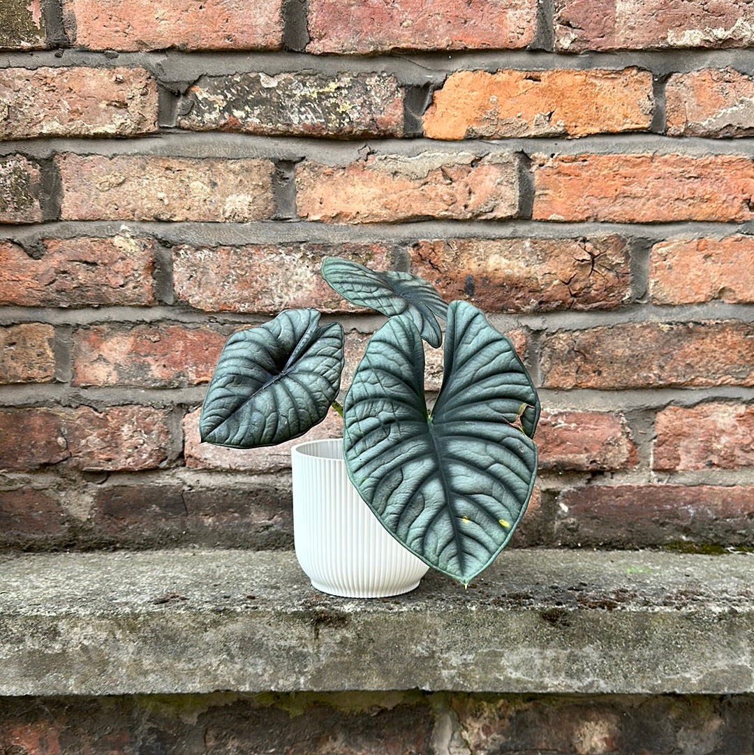 Alocasia Silver Nebula