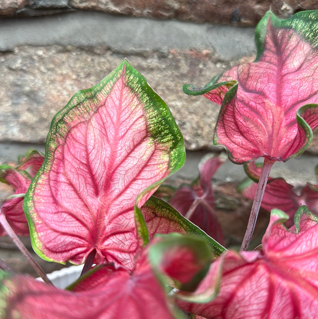 Caladium Splash of White