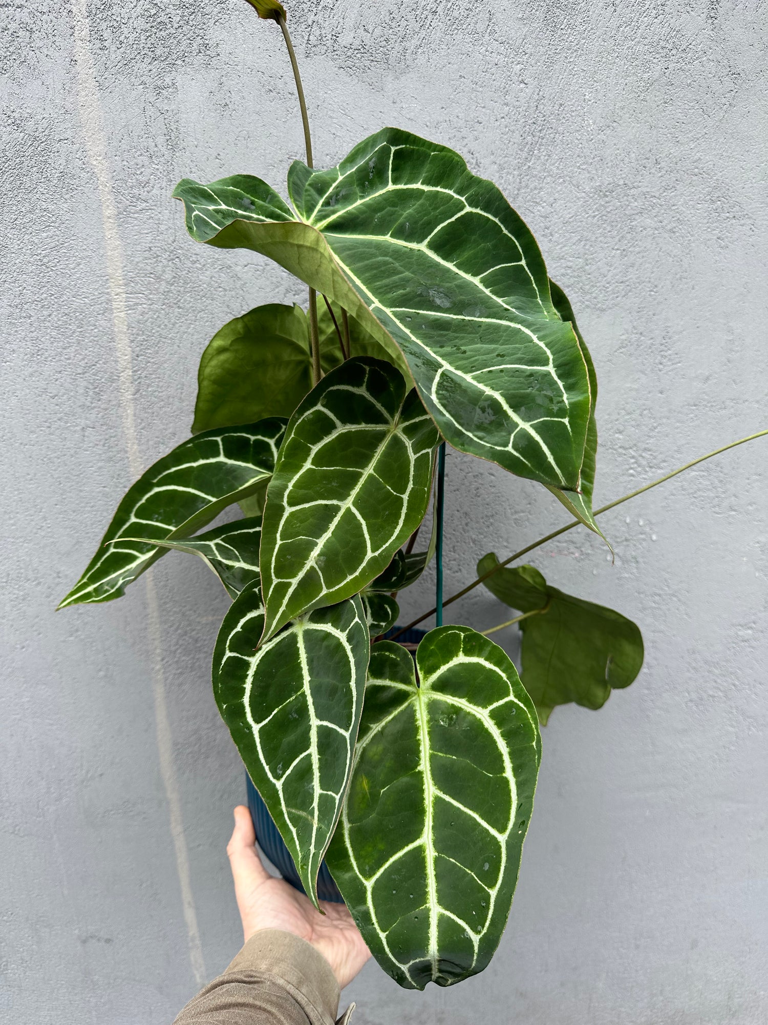 Anthurium Karma Crystal Hybrid