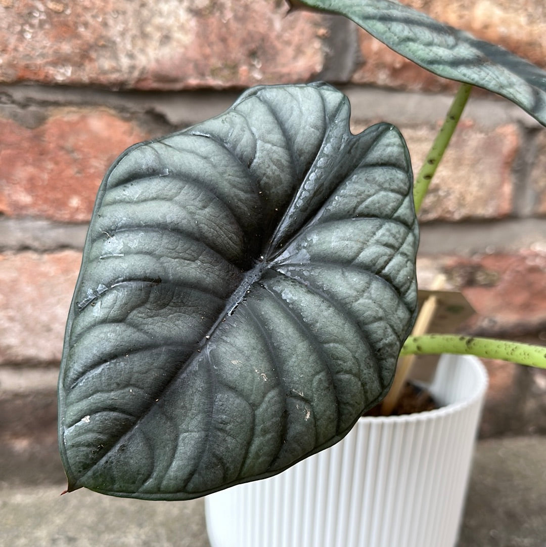 Alocasia Silver Nebula