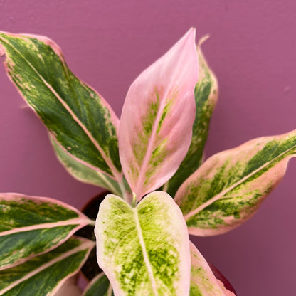 Aglaonema Lipstick Pink