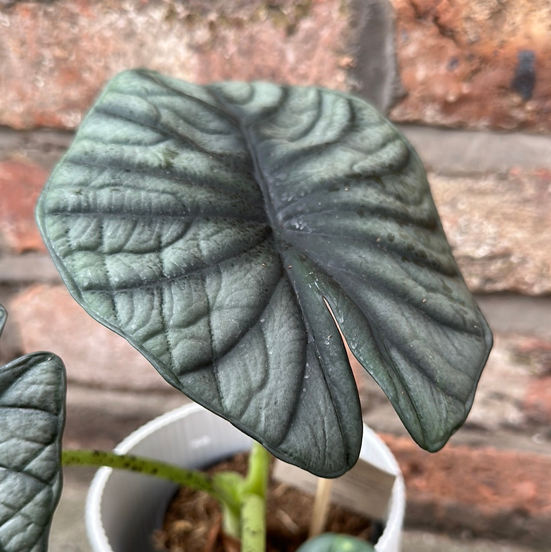 Alocasia Silver Nebula