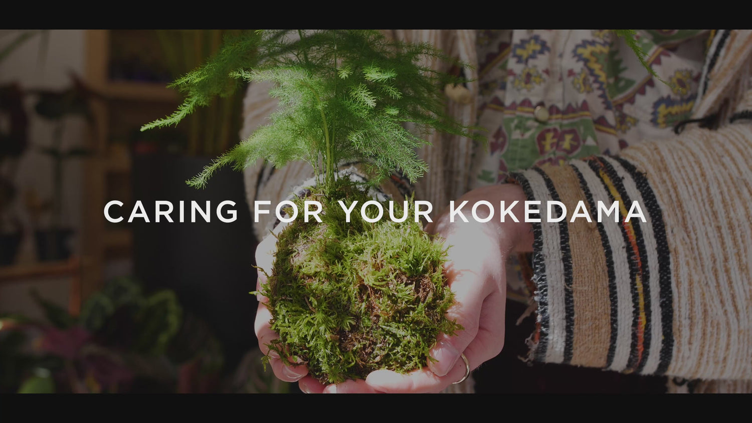 Birds Nest Fern Kokedama