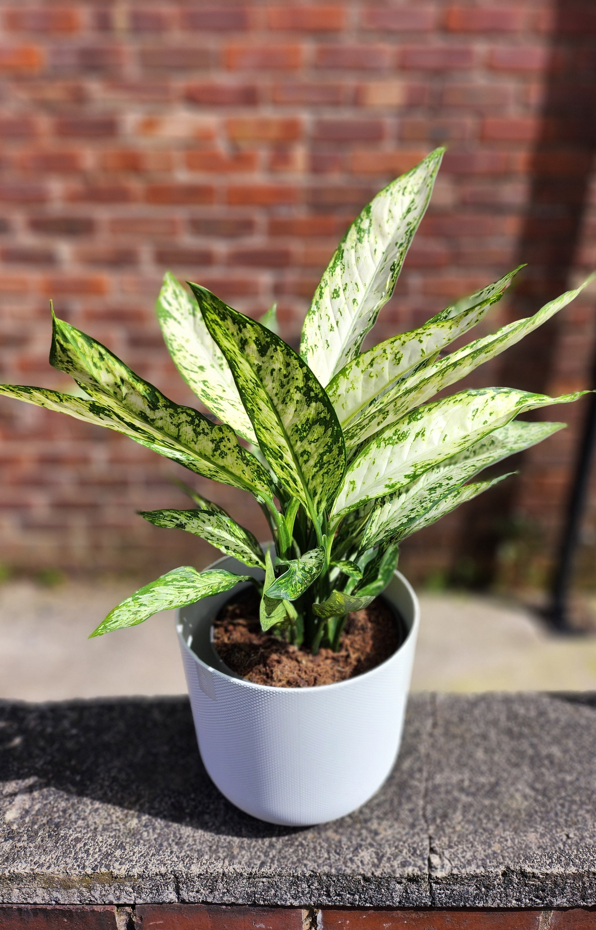 Dieffenbachia Vesuvius – Green + Grounded