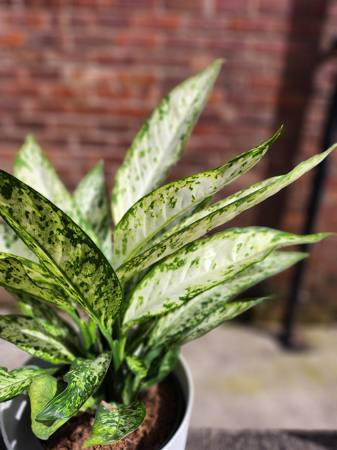 Dieffenbachia Vesuvius