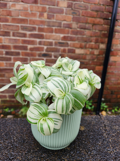 Tradescantia White