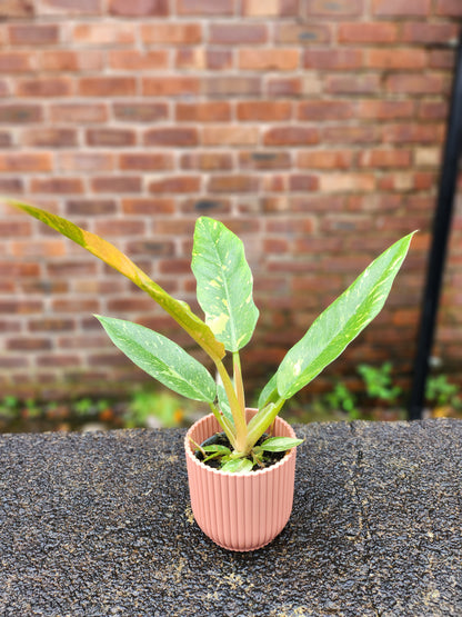 Philodendron Ring Of Fire