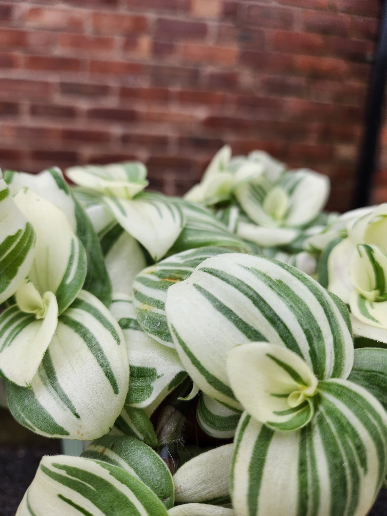 Tradescantia White