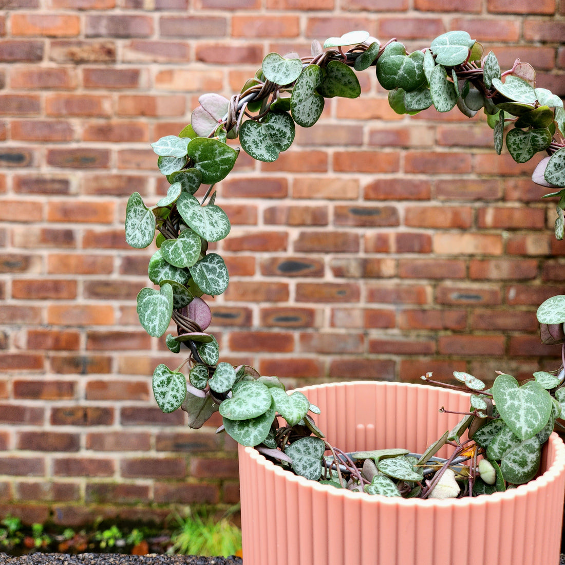 Ceropegia woodii Hoop