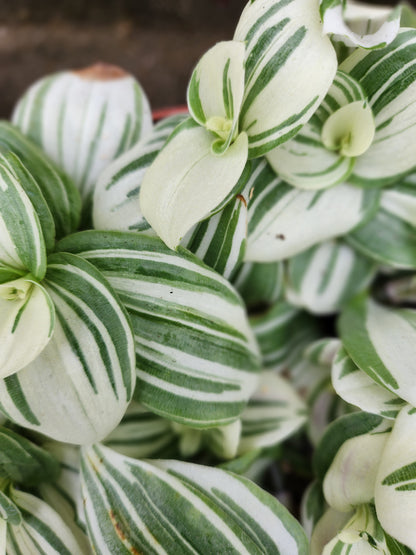 Tradescantia White