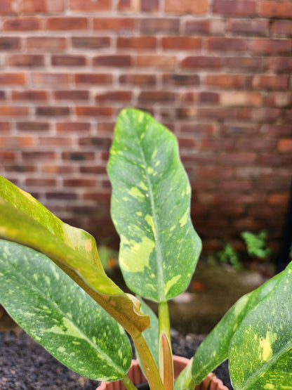 Philodendron Ring Of Fire