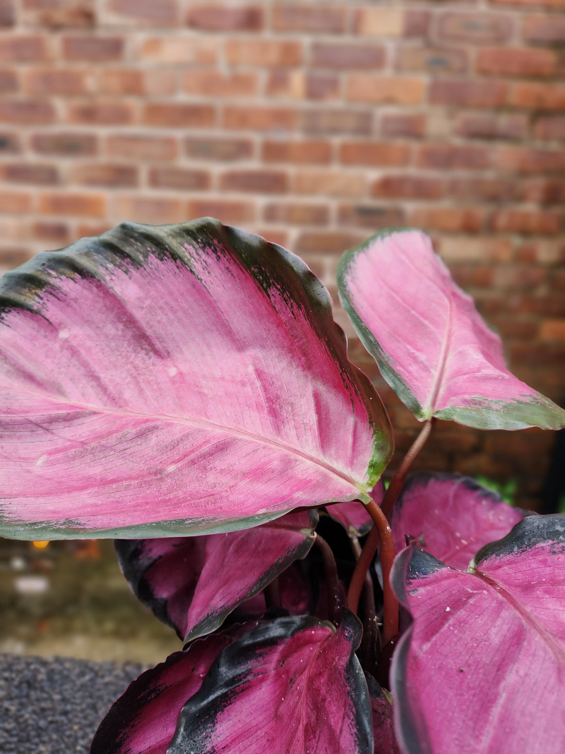 Calathea Rose Picta Crimson