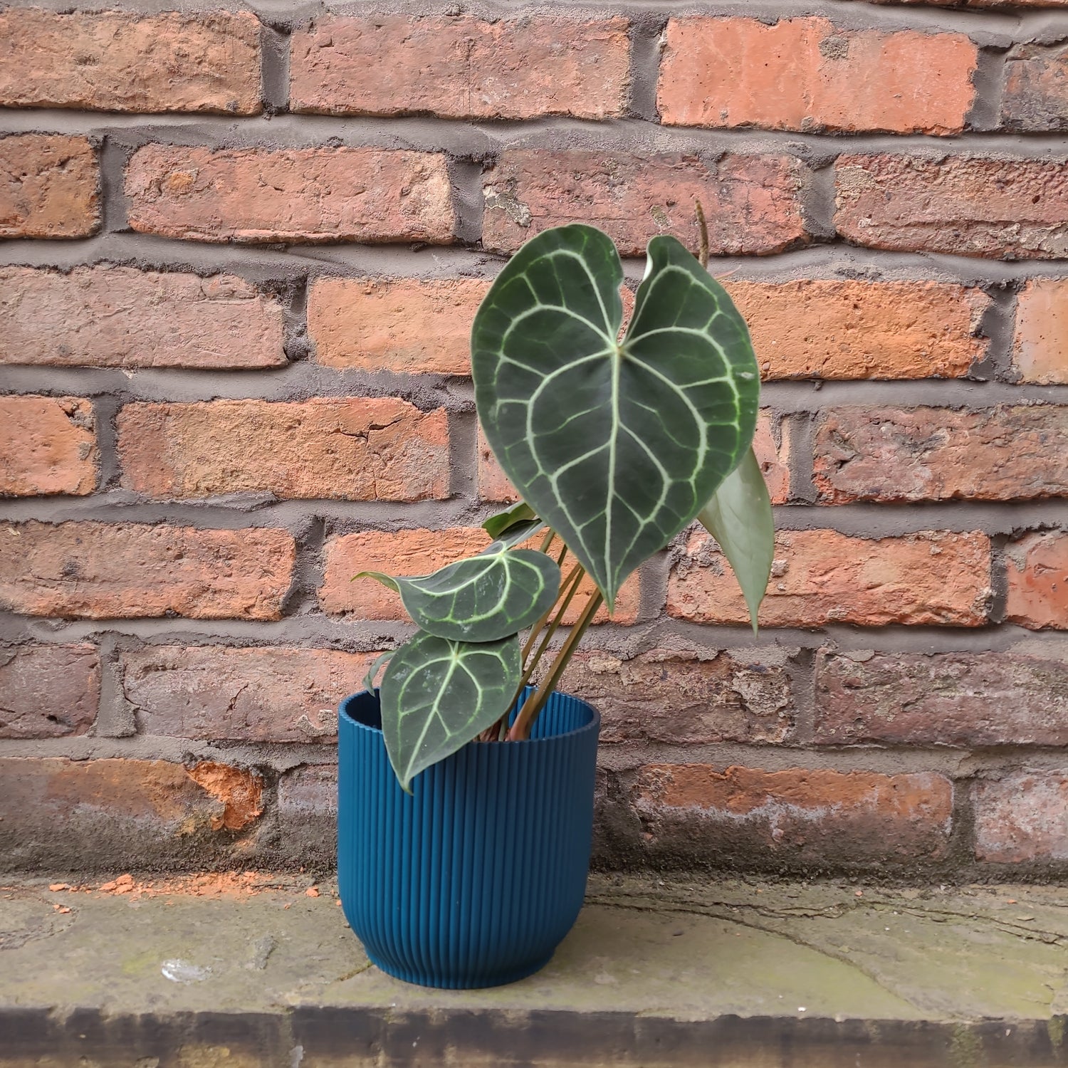 Anthurium clarinervium