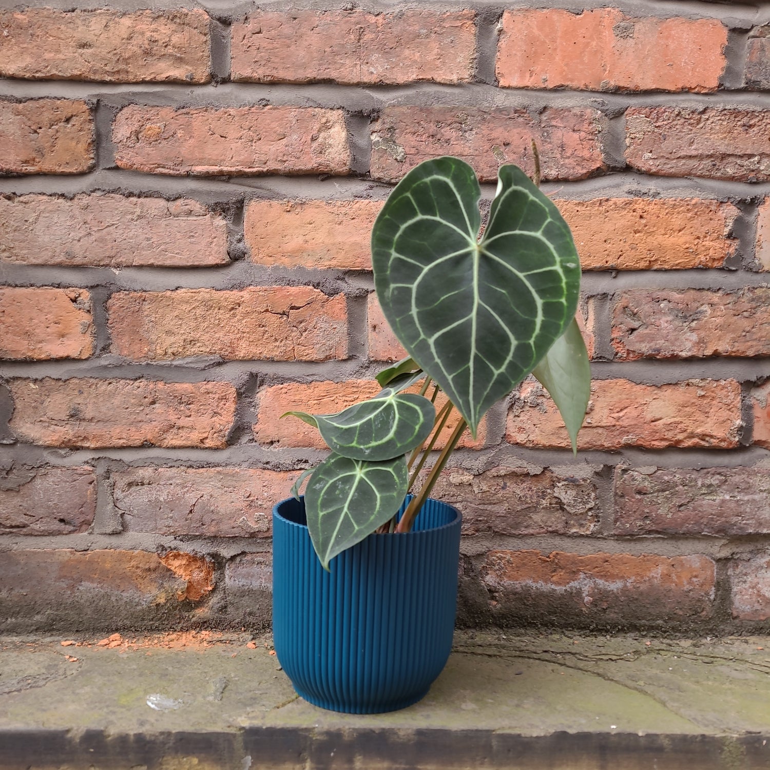 Anthurium clarinervium