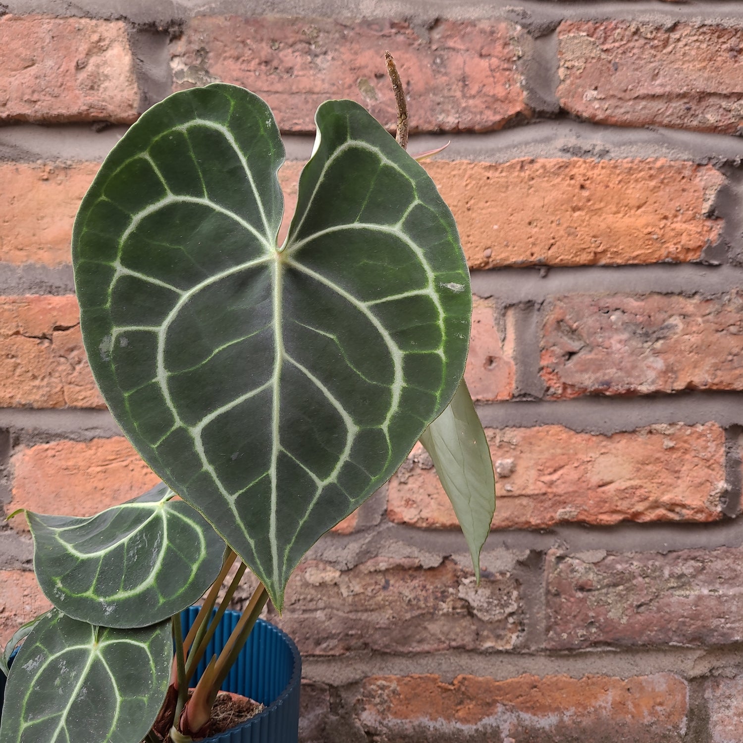 Anthurium clarinervium