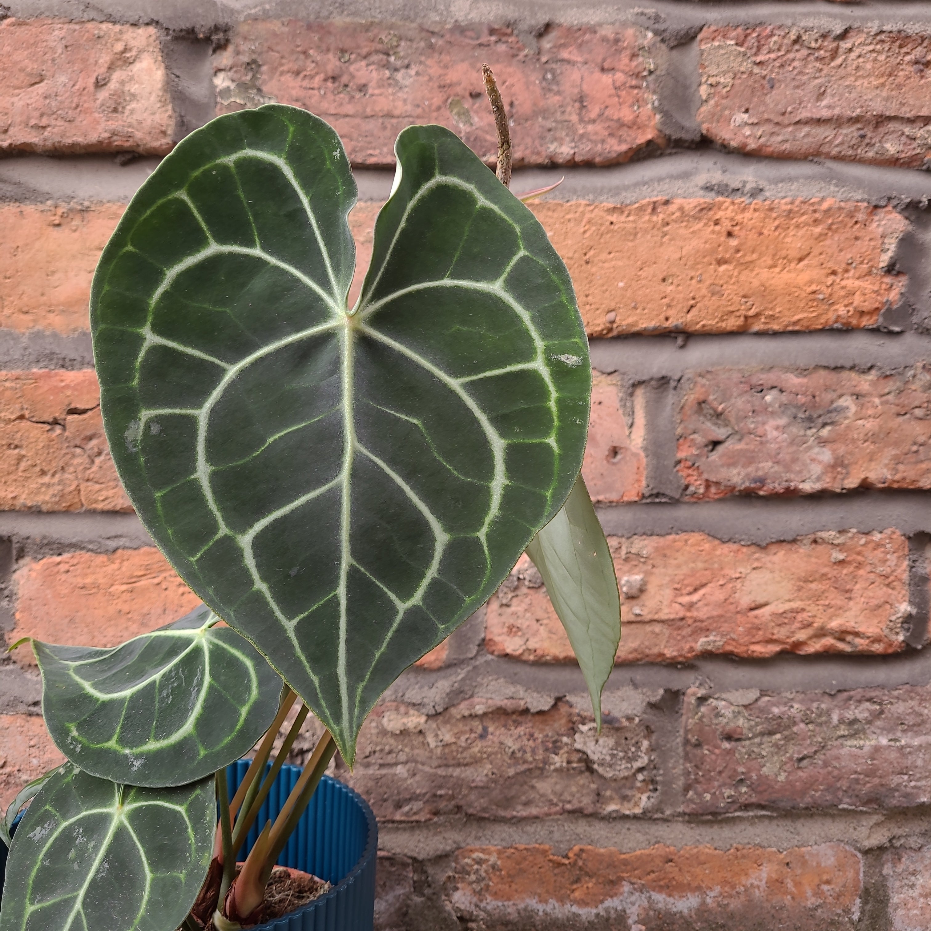 Anthurium clarinervium