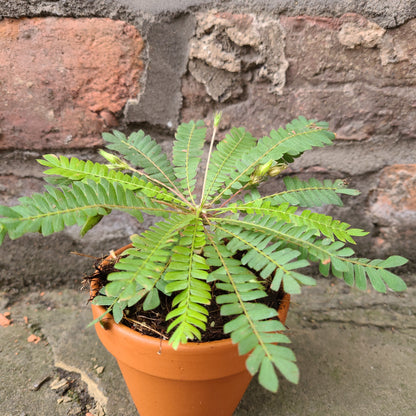 Biophytum sensitivum