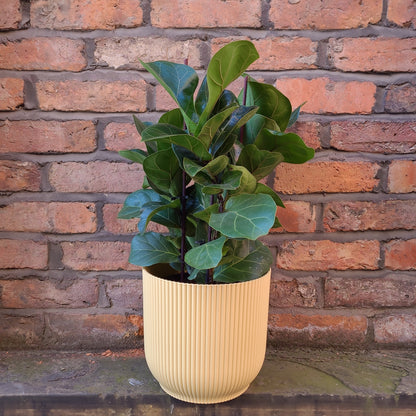 Ficus lyrata Bambino