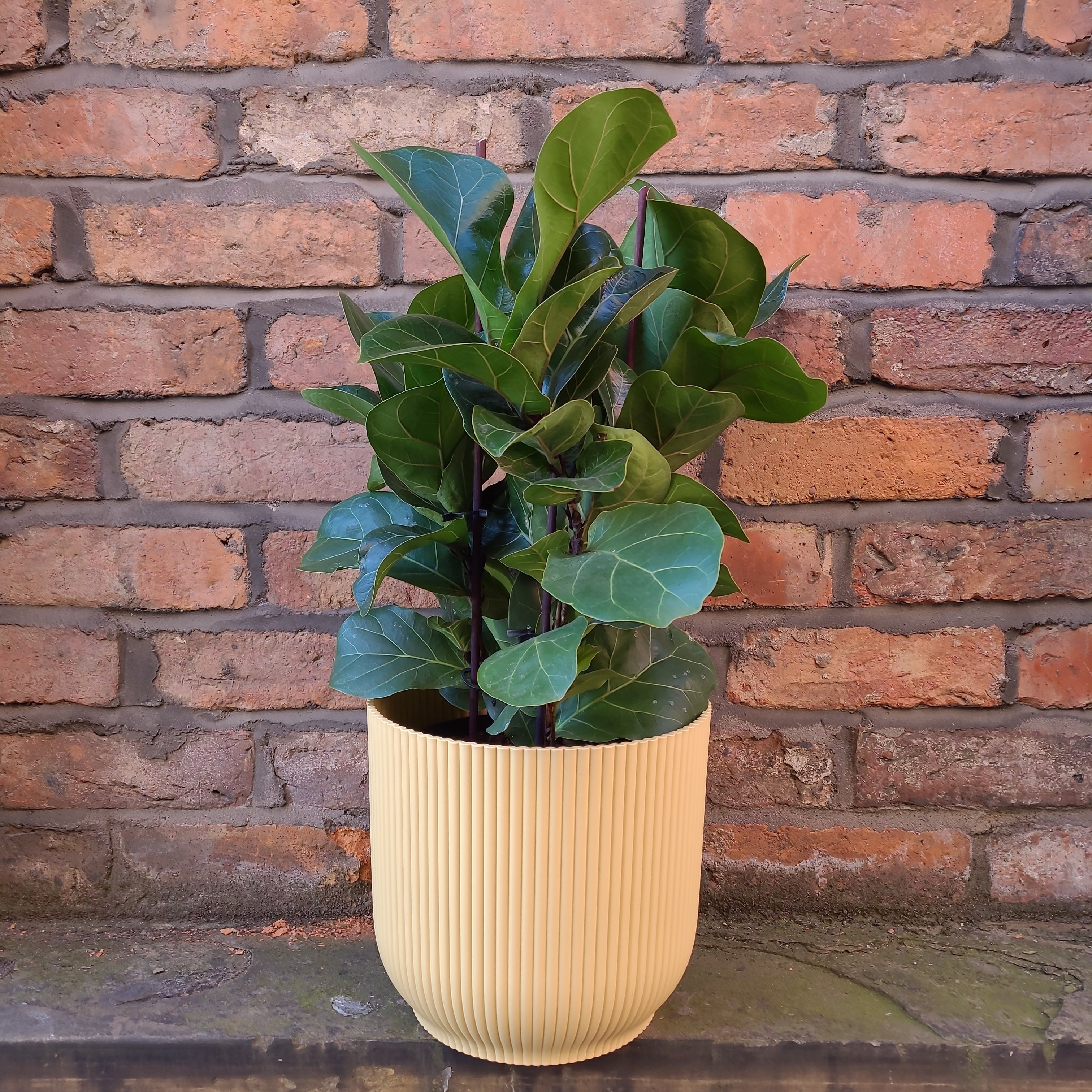 Ficus lyrata Bambino