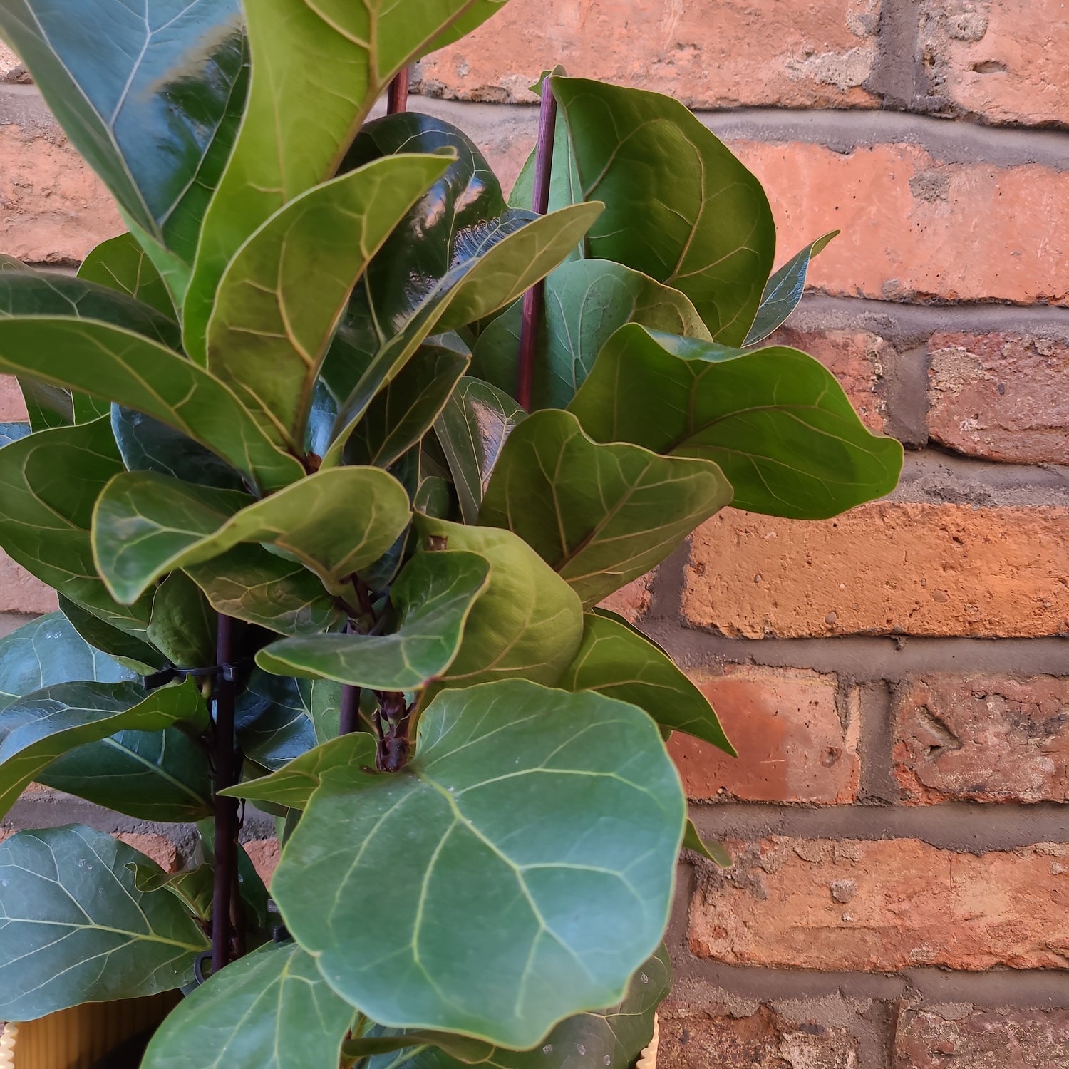 Ficus lyrata Bambino