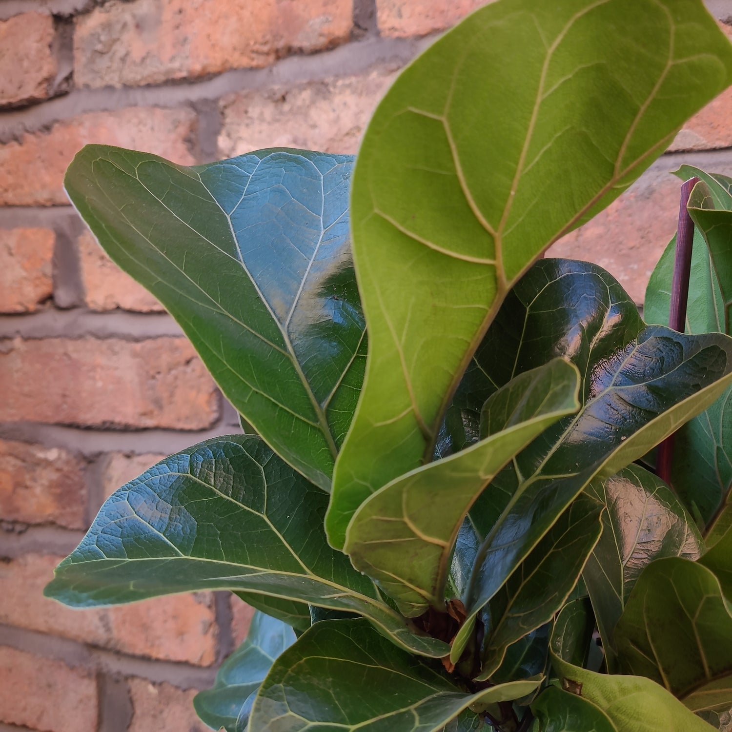 Ficus lyrata Bambino