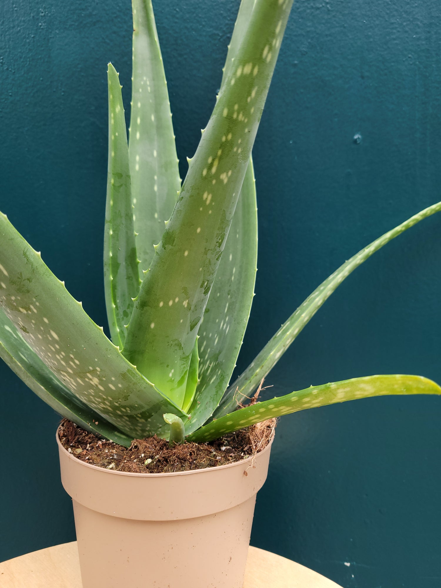 Aloe vera
