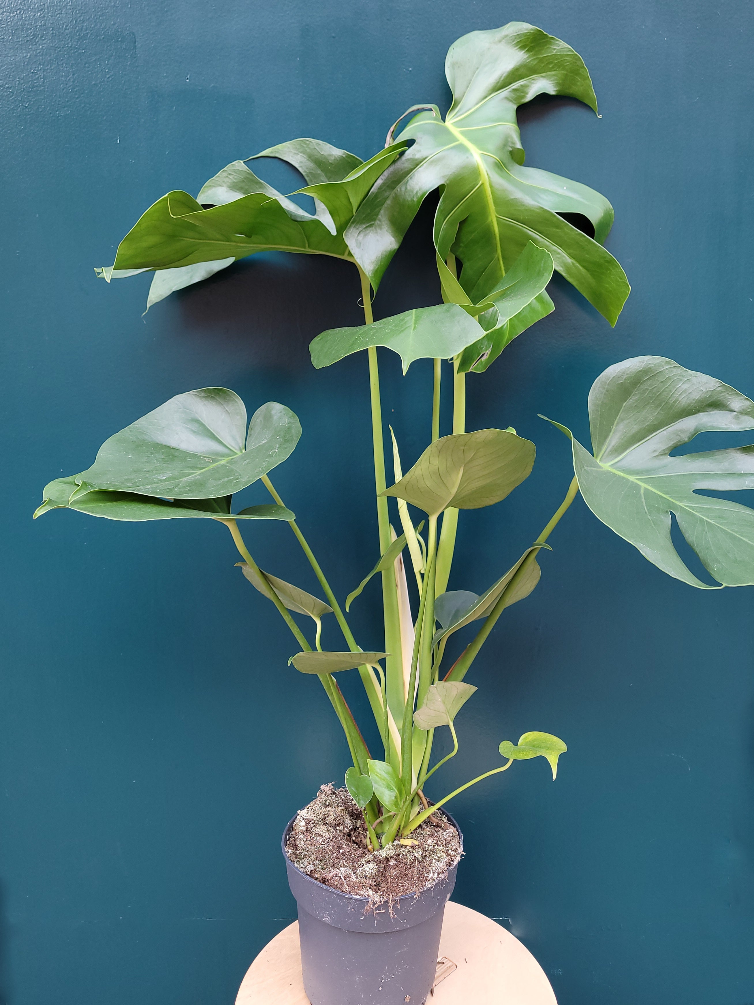 Monstera Deliciosa on Moss Pole