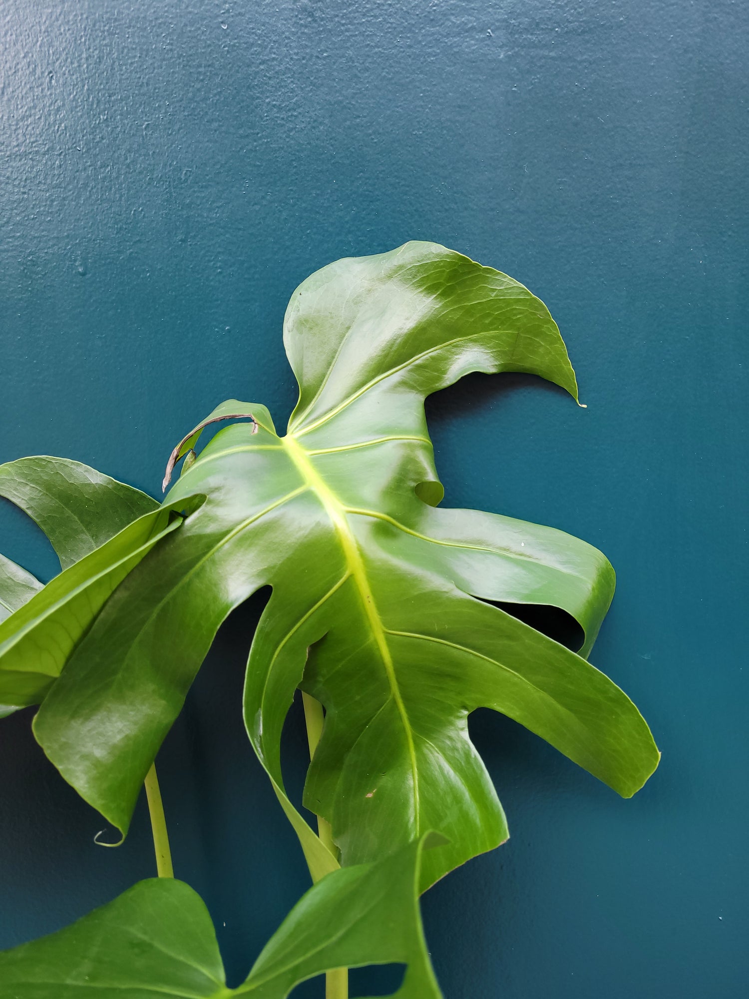 Monstera Deliciosa on Moss Pole