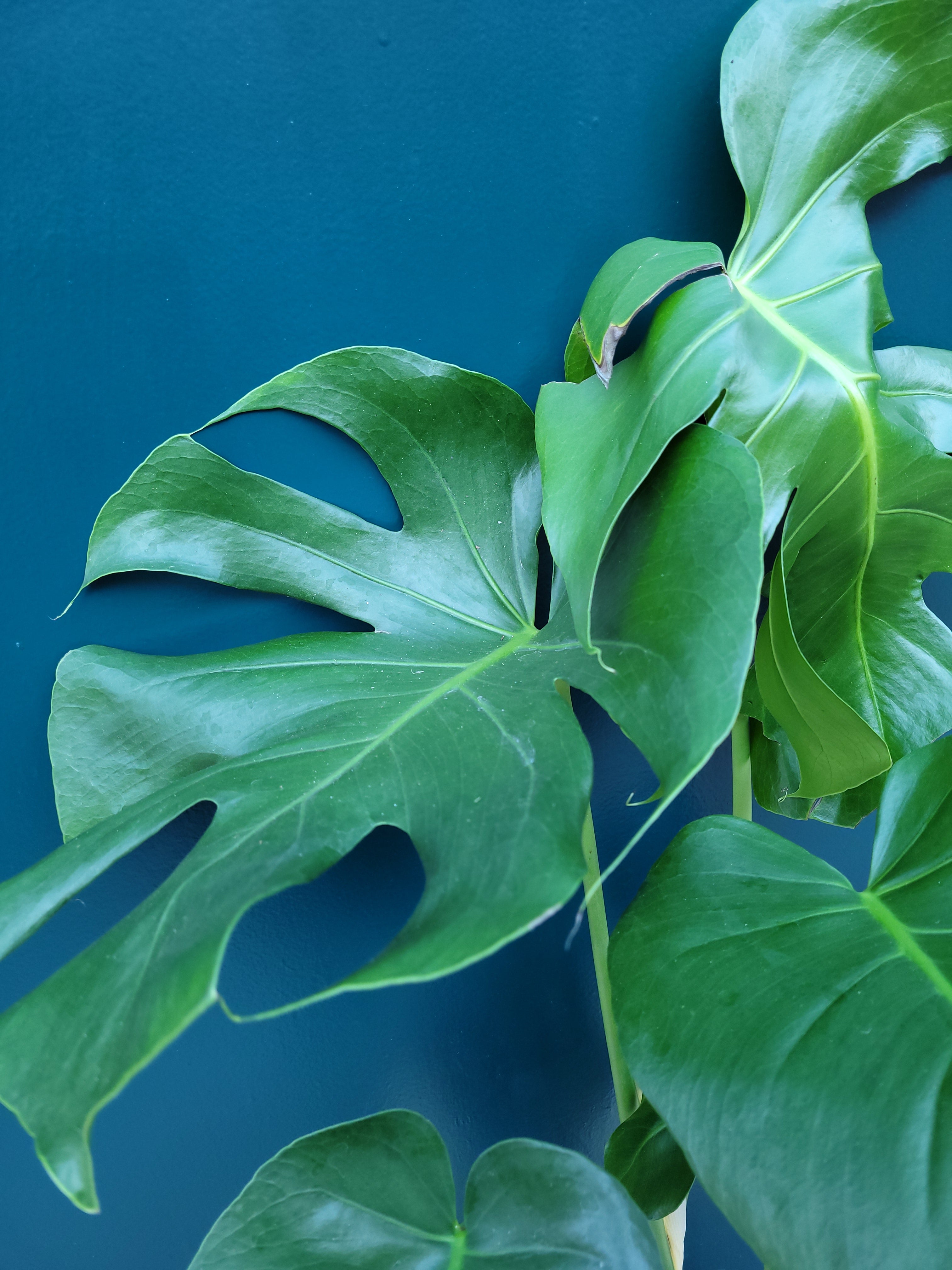 Monstera Deliciosa on Moss Pole