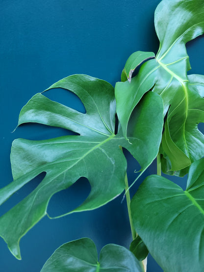 Monstera Deliciosa on Moss Pole