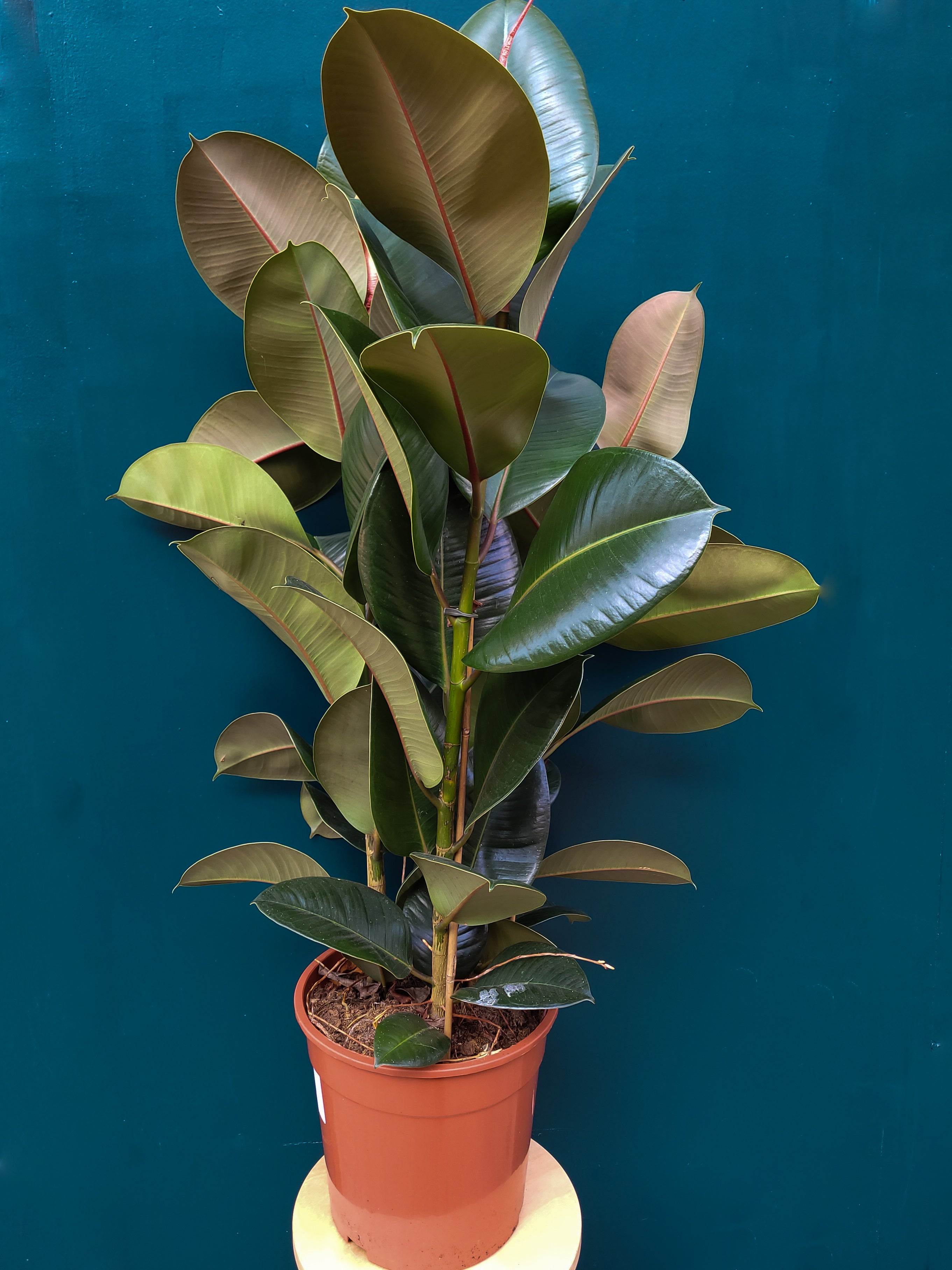 Ficus el. Robusta