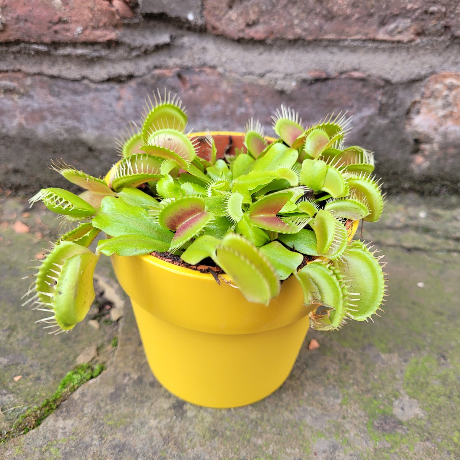 Dionaea Muscipula (Venus Fly Trap)