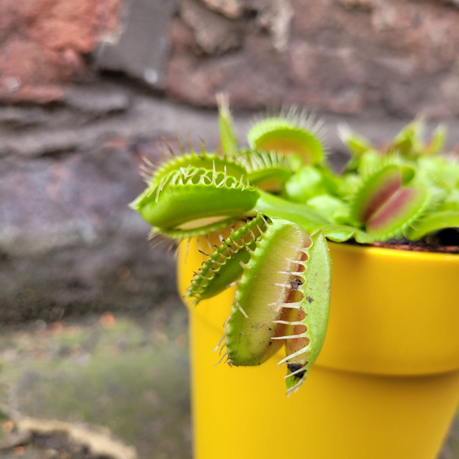 Dionaea Muscipula (Venus Fly Trap)
