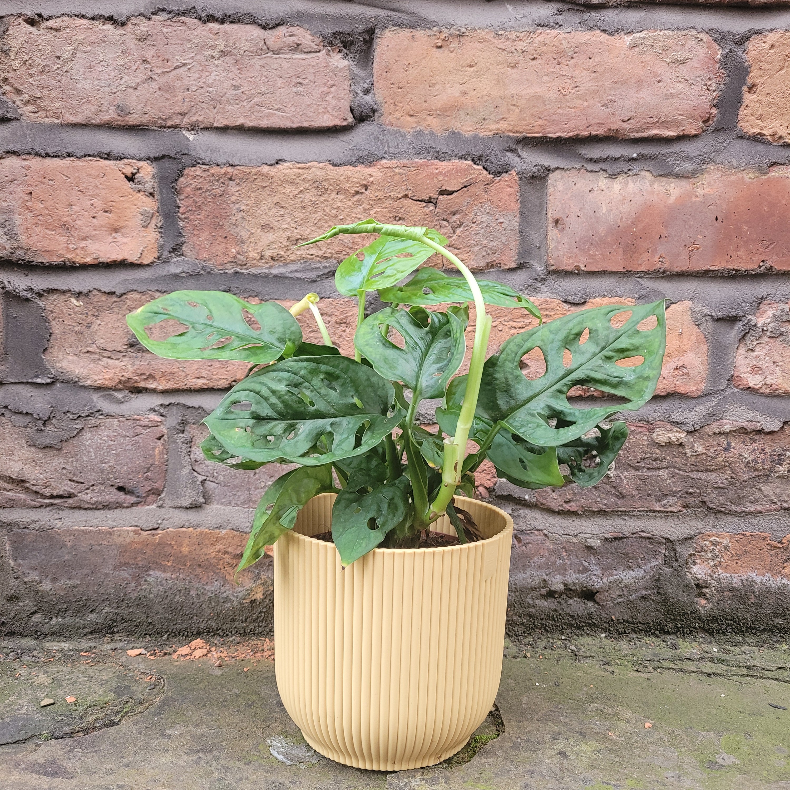 Monstera Adansonii