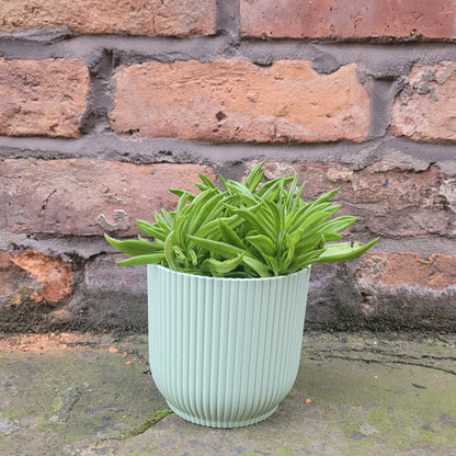 Peperomia Happy Bean