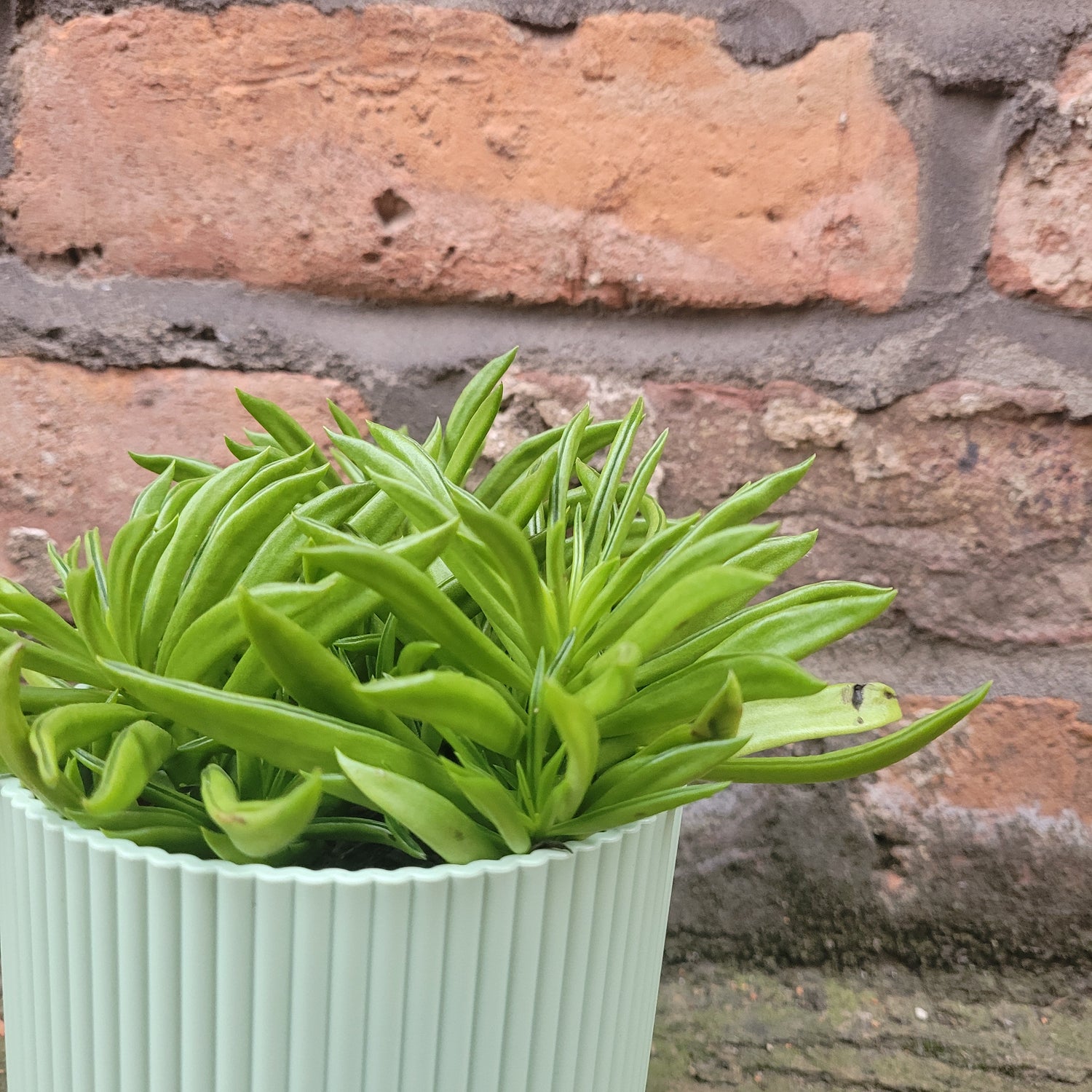 Peperomia Happy Bean