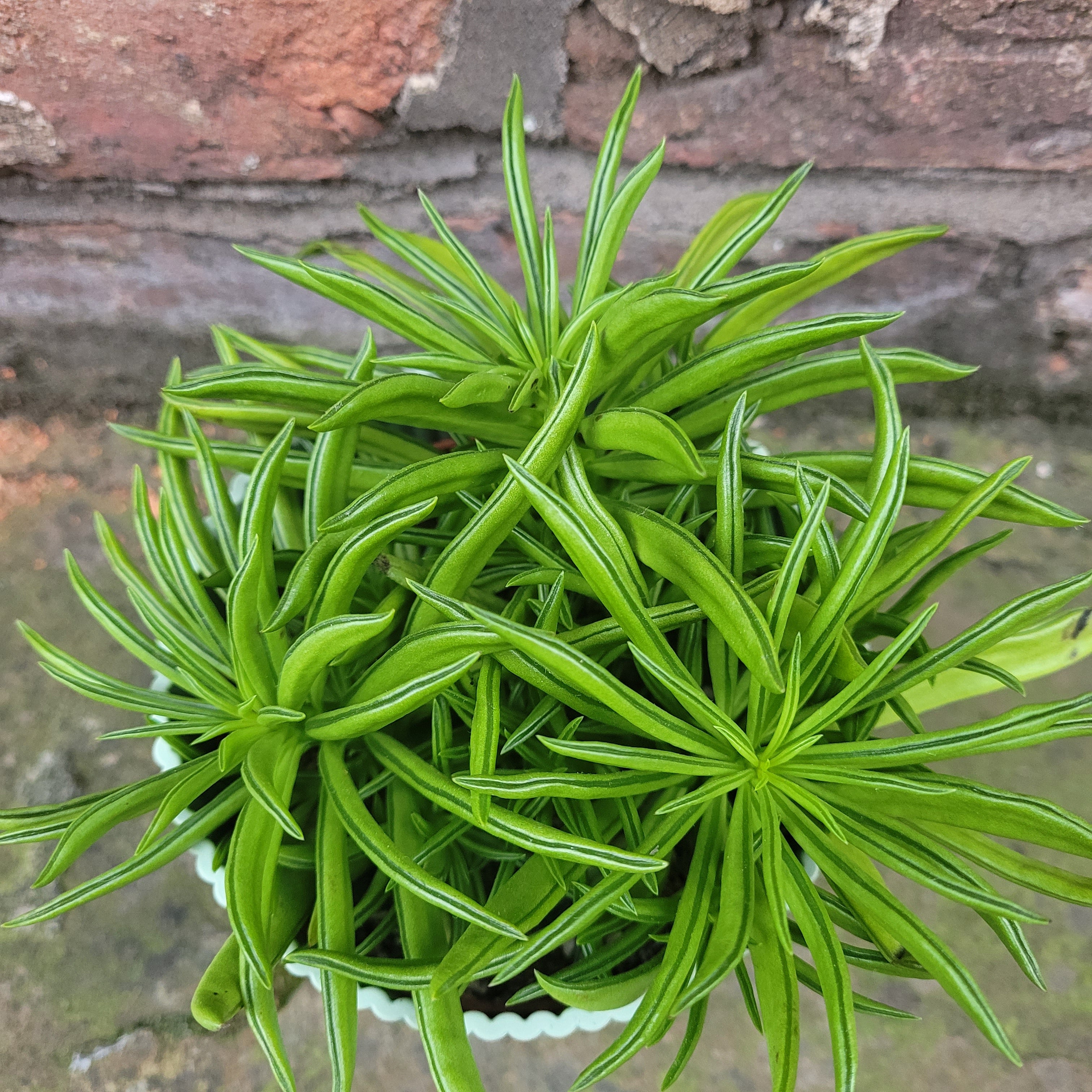 Peperomia Happy Bean