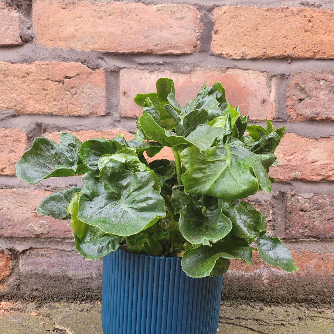 Philodendron selloum Atom
