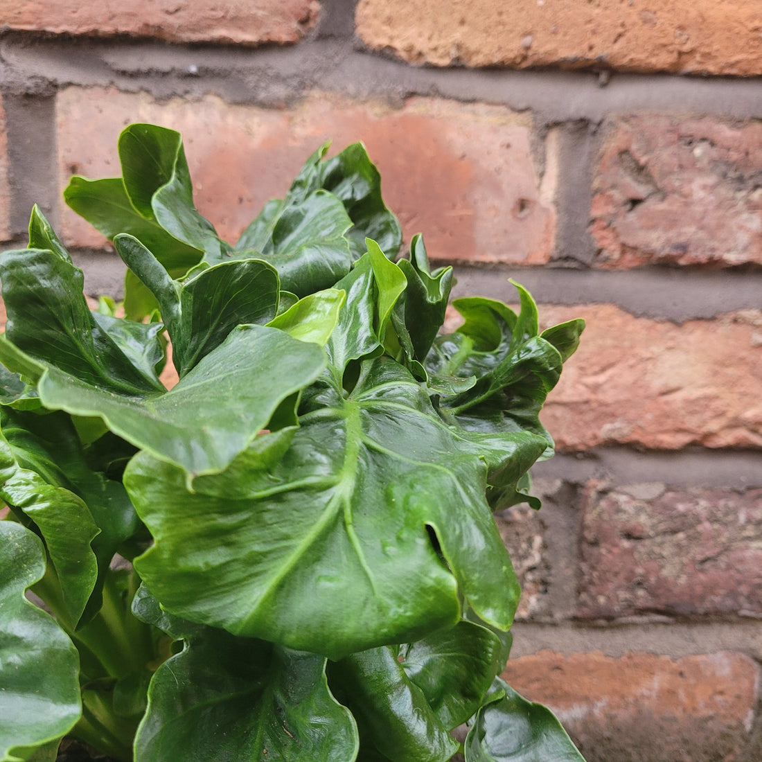 Philodendron selloum Atom