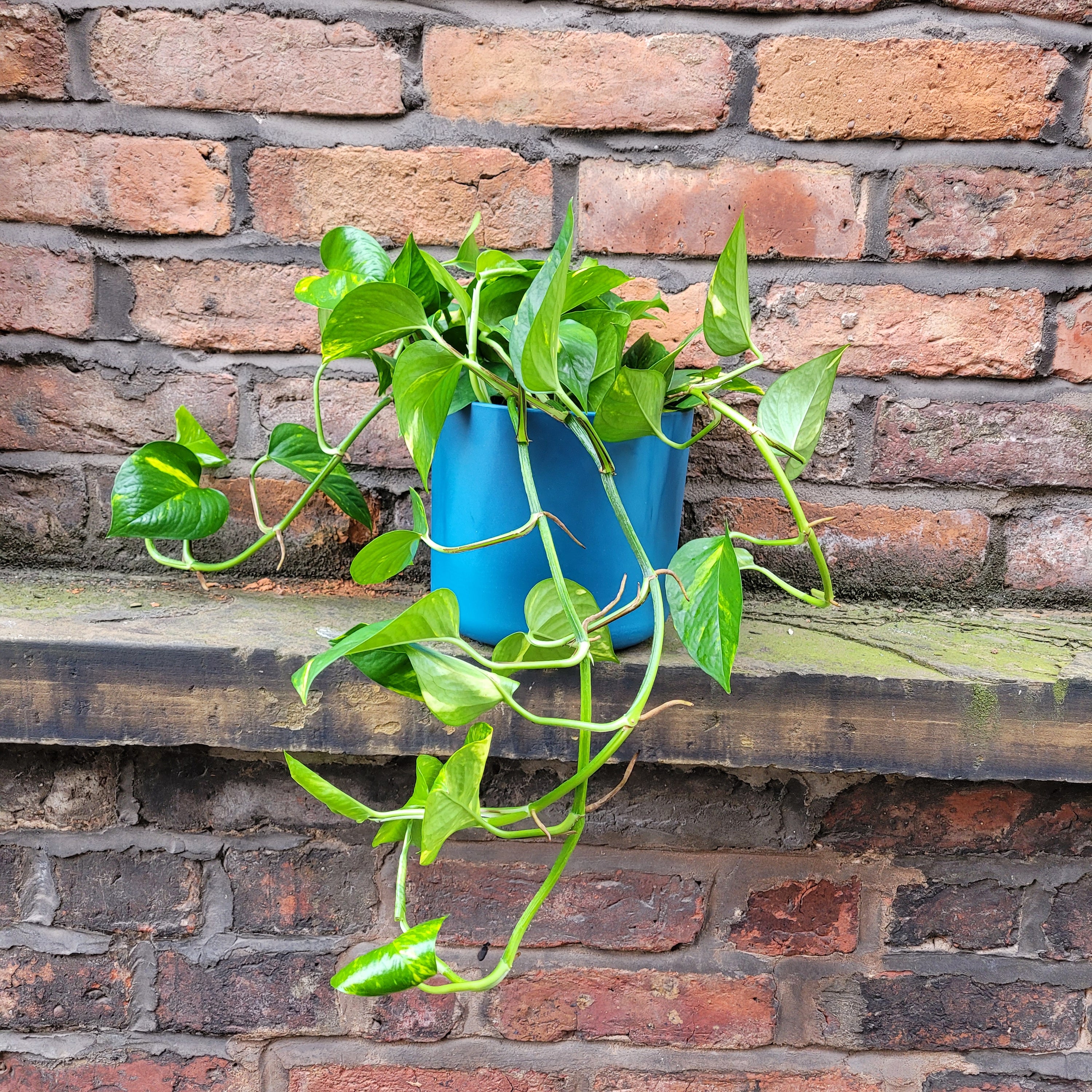 Epipremnum Devils Ivy