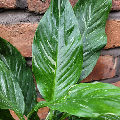 Variegated Peace Lilly