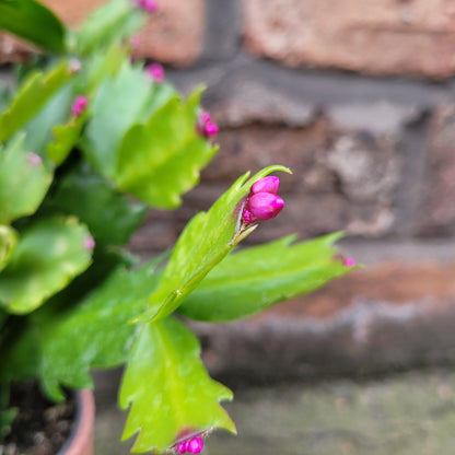 Christmas Cactus