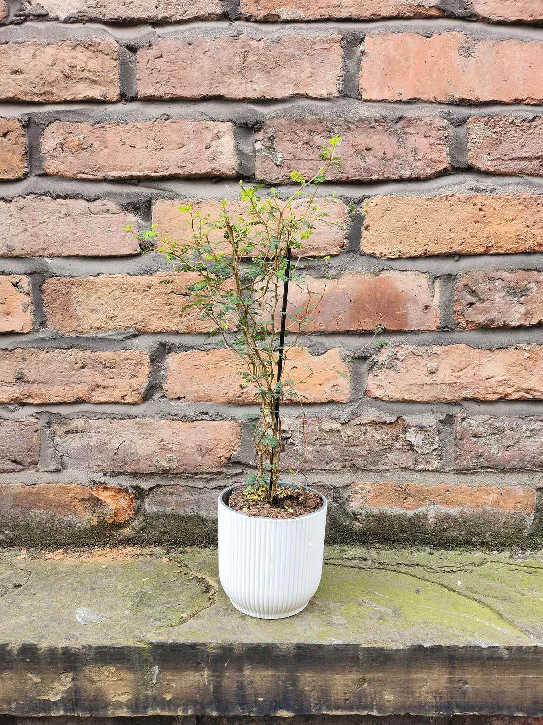 Sophora Little Baby