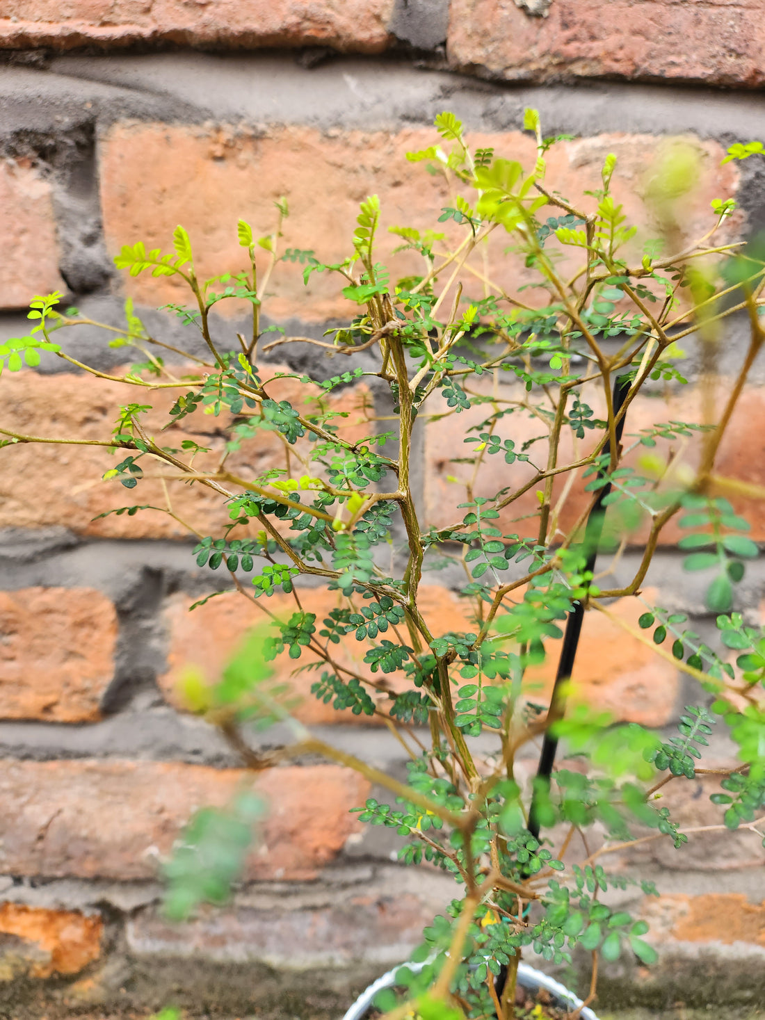 Sophora Little Baby