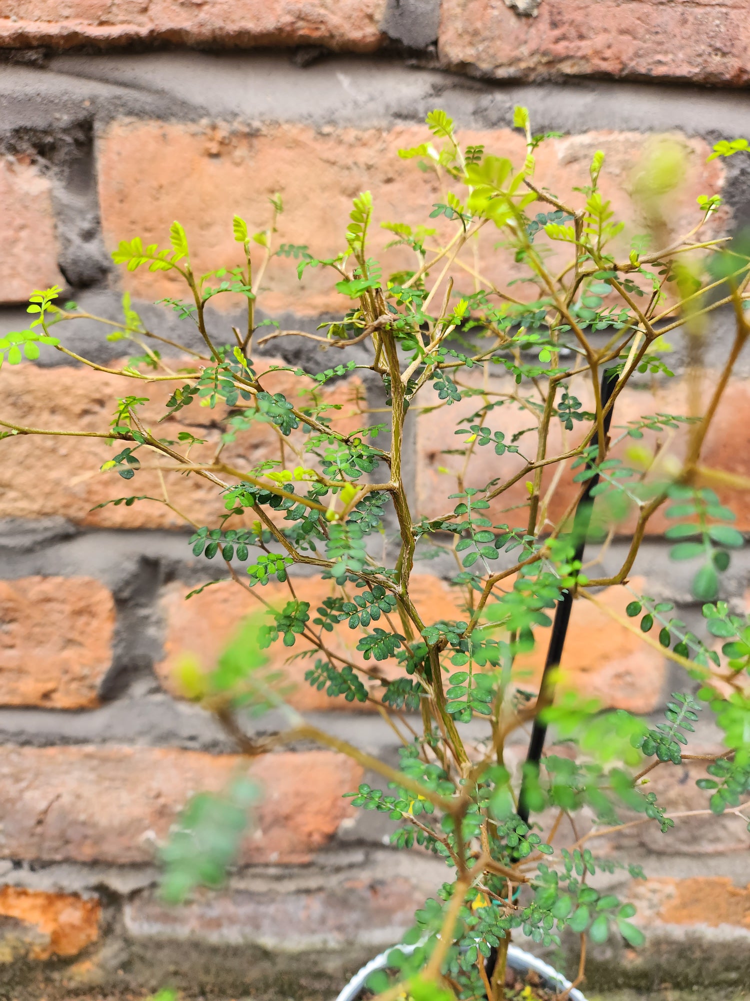 Sophora Little Baby