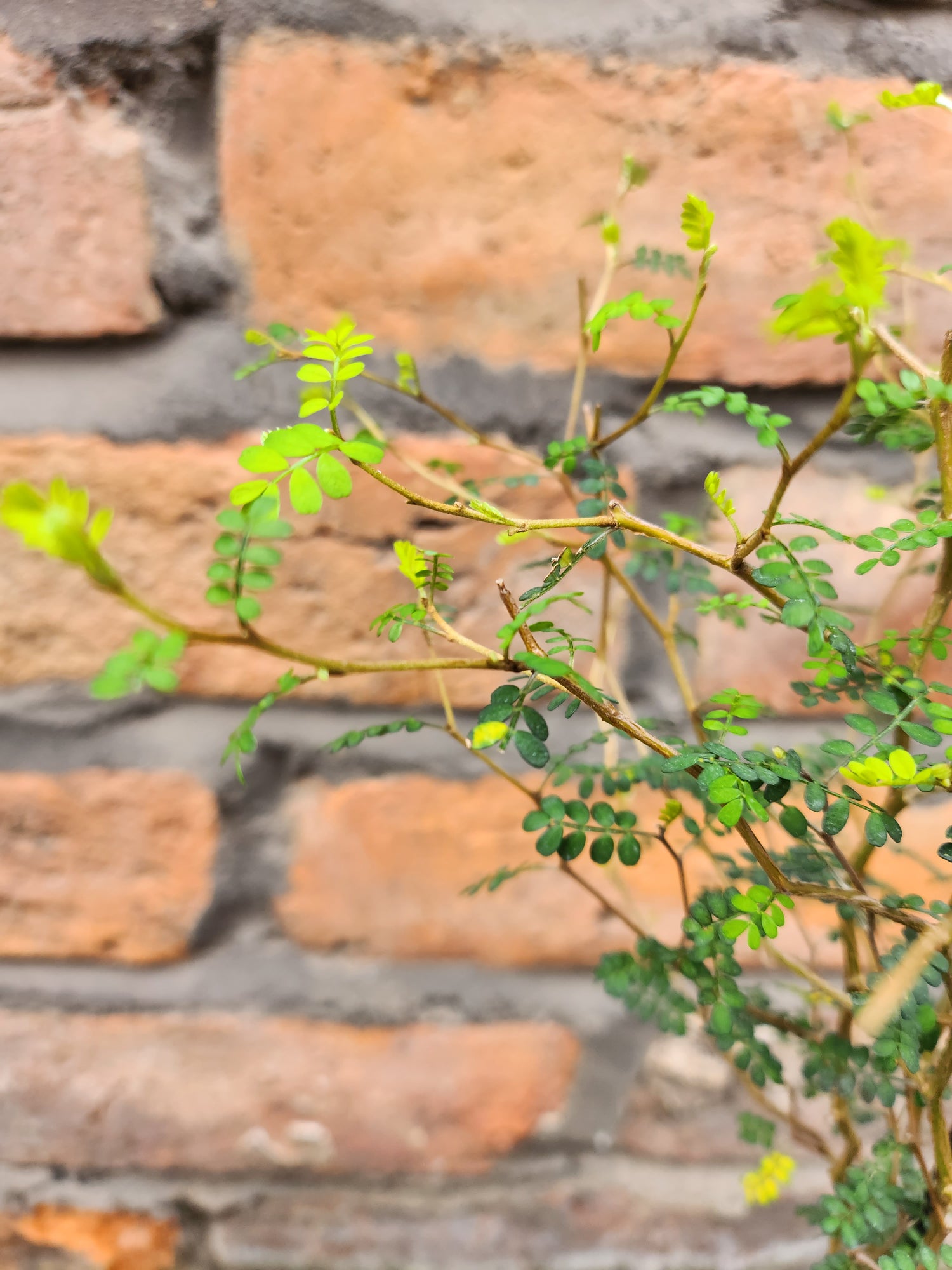 Sophora Little Baby