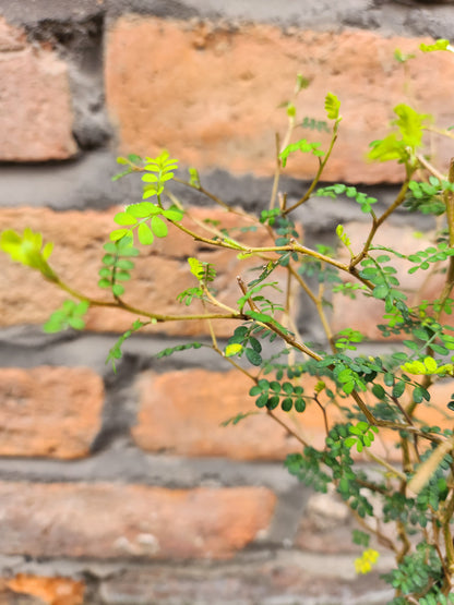 Sophora Little Baby