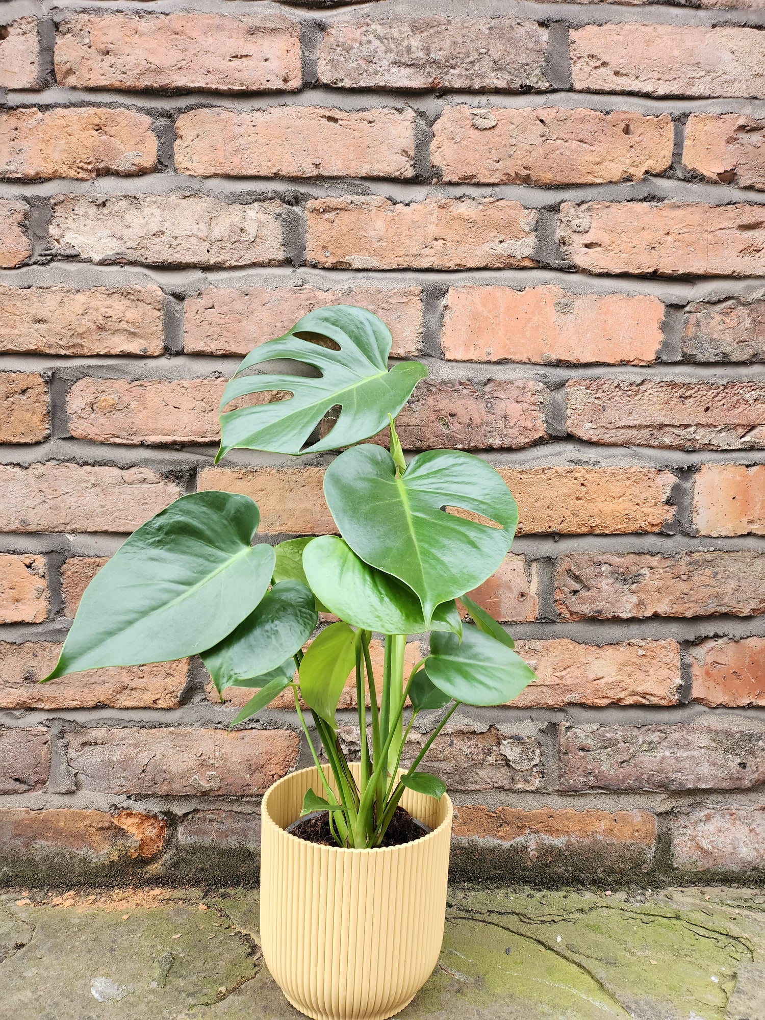 monstera plant uk Monstera Deliciosa – Swiss Cheese Plant