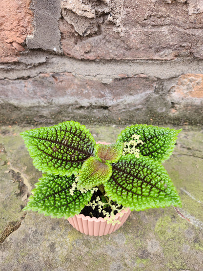 Pilea Moonvalley