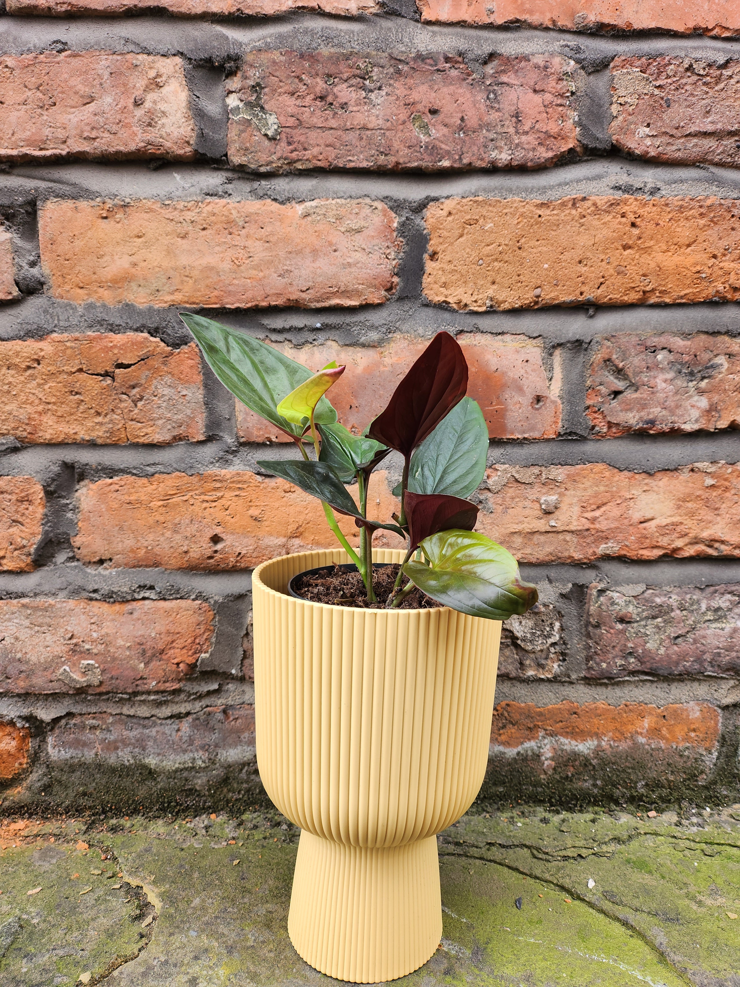 Syngonium Red Arrow